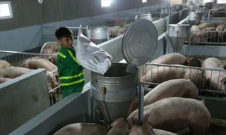 Theo lãnh đạo Bộ NN&PTNT, việc cho nhập khẩu lợn sống từ Thái Lan sẽ giúp giảm giá thịt lợn trong nướcẢnh: Bình Phương