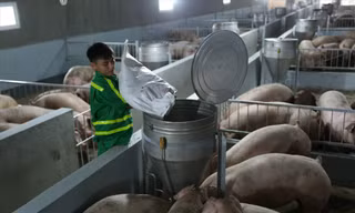 Theo lãnh đạo Bộ NN&PTNT, việc cho nhập khẩu lợn sống từ Thái Lan sẽ giúp giảm giá thịt lợn trong nướcẢnh: Bình Phương