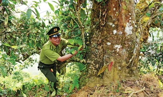 Leo mây ngắm các 'cụ' chè Shan tuyết 