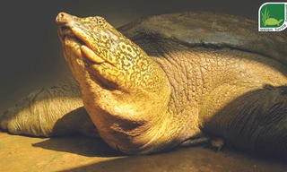 Cá thể rùa Hoàn Kiếm ở hồ Đồng Mô. Khối lượng của cá thể này được nhận định tăng nhanh trong 10 năm qua, từ 67kg lên 140 kgẢnh: ATP