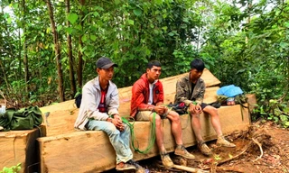 Nhóm đối tượng khai thác gỗ trái phép bị bắt tại chỗ