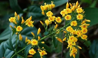 Mâu thuẫn với vợ, chồng đun lá ngón cho 3 con uống