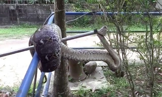 Trăn 4 mét trốn dưới ống cống sau khi nuốt chửng chó nhà