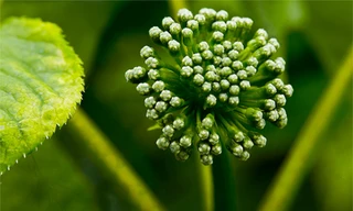 Cả triệu đồng một kg hoa tam thất