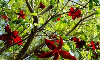 Kinh ngạc loài cây ở Việt Nam có quả màu đỏ, ý giàu sang