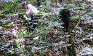 Nông dân trồng sâm Ngọc Linh có người trở thành đại gia với khối tài sản lên tới 500 tỷ đồng.