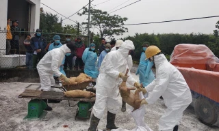 Tiêu huỷ lợn tại điểm nuôi phát hiện dịch.