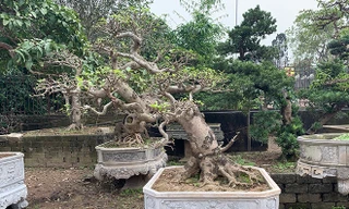 'Đại gia' chi cả trăm triệu mua cây dáng lạ về chơi Tết