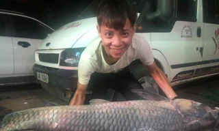 Con cá trắm đen có trọng lượng 50kg, dài 1,6m được ngư dân đánh bắt ở hồ Thác Bà (Yên Bái) vào đêm 8/7 vừa qua.