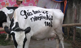 Nuôi bò, vắt sữa lĩnh thưởng cả trăm triệu đồng
