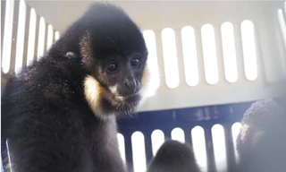 Cứu hộ Vượn đen má hung cực kỳ quý hiếm bị lạc 