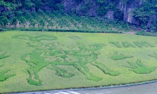 Du khách ngỡ ngàng với chú trâu khổng lồ trên đồng lúa Tam Cốc