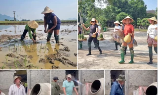 Ngạc nhiên hình ảnh khách Tây đi làm phụ hồ, cấy lúa