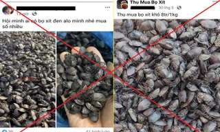 Công an cảnh báo thủ đoạn lừa đảo mua bọ xít đen giá cao