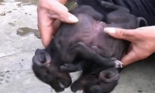 Lợn song sinh dính liền