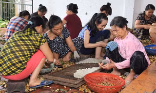 Nông dân khấm khá từ nghề làm long nhãn