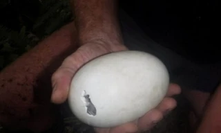 Quả trứng nhặt được từ trong vườn.