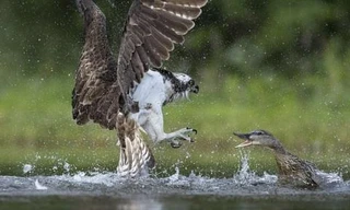 Vịt trời giận dữ đánh chim ưng tơi tả