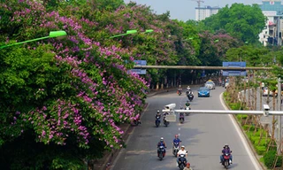 Hàng bằng lăng tím sau một năm di dời khỏi phố Kim Mã