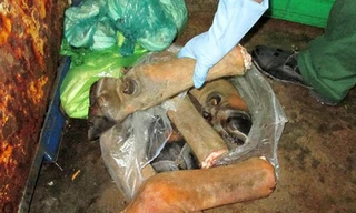 Chân trâu bò trước khi sơ chế 