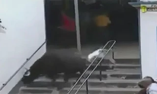 Kinh hoàng bò tót điên cuồng tấn công khán giả