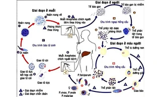 Chu kỳ phát triển của ký sinh trùng sốt rét ở muỗi và người.