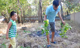 Làm giàu nhờ nuôi kỳ nhông cát