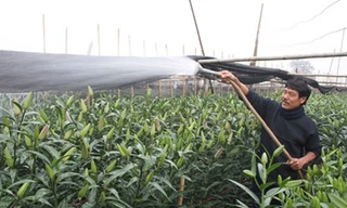 Hà Nội được mùa hoa Tây Tựu