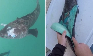 Con cá mú bông từng gây sốt mạng xã hội.