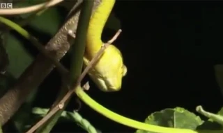 Kinh hãi rắn hoành hành khiến đảo Guam bặt tiếng chim