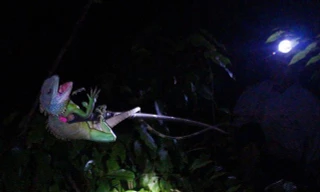 Săn kỳ tôm (Rồng đất) đêm ở rừng già Lộc Bắc.