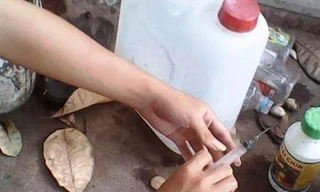 Chất bột được hòa tan còn để tiêm thẳng vào trái cây. (Ảnh Nguyên Hoàng) 