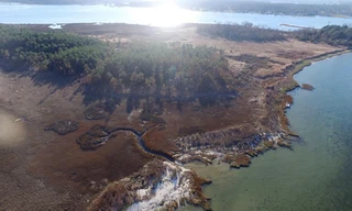 Thủy triều tháng 10/2015 giết chết nhiều cây thông gần Yorktown, Virginia. Ảnh: AP.