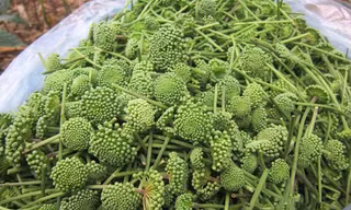 Nụ hoa tam thất bao tử có giá 500.000 đồng/kg. Ảnh: Châu Anh.