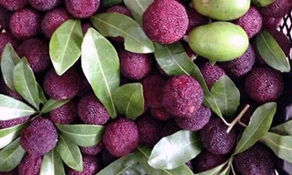 Quả thanh mai rừng đang cực 'sốt' có tốt cho sức khỏe?