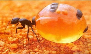 Kiến mật có chiếc bụng to bằng một quả nho. Ảnh: Strange Animals.