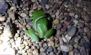 Ếch cây xanh ngấu nghiến nuốt chửng rắn trong chốc lát