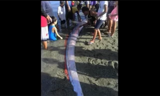 'Rắn biển' dài 4 m hiếm gặp dạt vào ven bờ Philippines