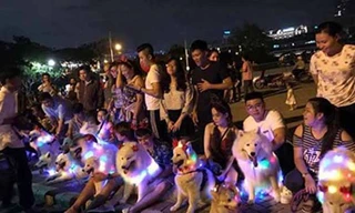 Giới trẻ biến chó cưng thành cây thông Noel di động dạo phố