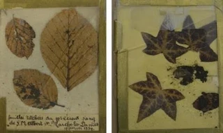 Lá cây, vật chứng thu được tại hiện trường vua Albert I tử nạn. Ảnh: Maarten Larmuseau