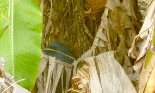 Xác chết đang phân hủy nằm trong bụi chuối