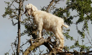 Một con dê đang tìm thực phẩm (lá và quả) trên cây Argan. Ảnh: Cuno de Boer/flickr