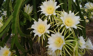 Thời gian gần đây, dư luận tỉnh Bình Thuận xôn xao việc các thương lái thu mua bông thanh long trước khi nở 1 ngày với giá từ 2.700 – 3.500 đồng/kg mà đầu nậu là người Trung Quốc.