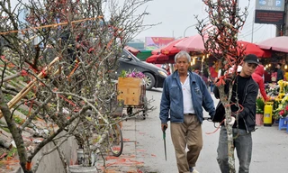 Lê rừng đẹp lung linh 'đổ bộ' xuống phố hút khách chơi hoa