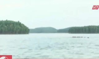 Độc đáo nuôi bò dưới nước ở hồ Thác Bà