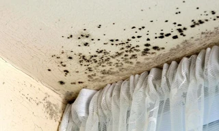 Nấm trên giấy dán tường có thể góp phần gây “hội chứng bệnh cao ốc”.