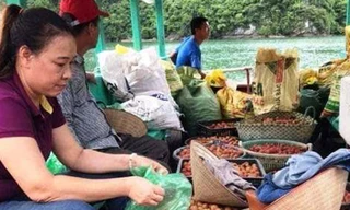 Câu lạc bộ tình nguyện "trái tim Việt" ở Hải Phòng ra xã Việt Hải thu mua vải giúp người dân. Ảnh: CTV