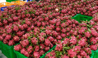 MM Mega Market thu mua 100 tấn Thanh Long từ nông dân 