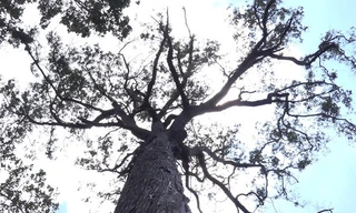 Cây vẫn phát triển xanh tốt với chiều cao hơn 55m.