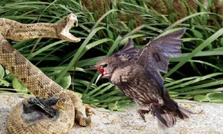 Chim mẹ bất lực khi thấy con bị rắn kịch độc ăn thịt. Ảnh minh họa.